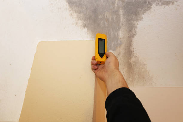Best Real Estate Mold Inspection  in Mcminnville, OR