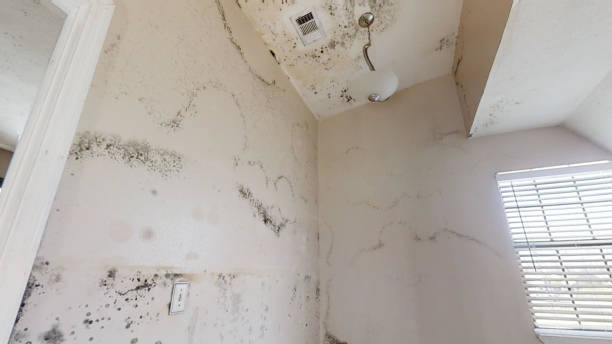 Best Post-Construction Mold Inspection  in Mcminnville, OR