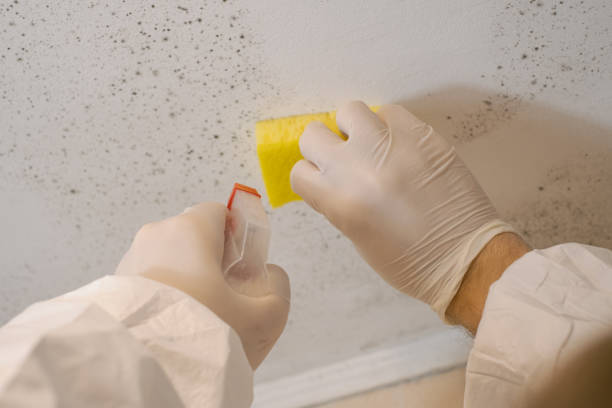 Best Mold Damage Restoration  in Mcminnville, OR