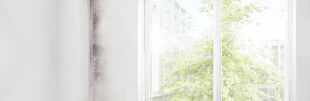 Best Mold Prevention Services  in Mcminnville, OR