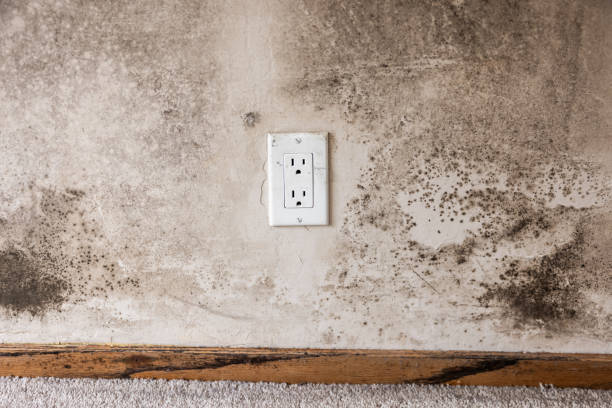 Best Mold Damage Restoration  in Mcminnville, OR